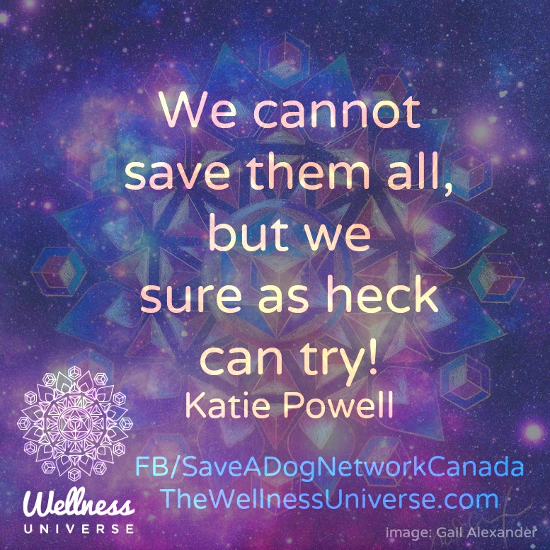 The Wellness Universe Quote of the Day  by Katie Powell 115