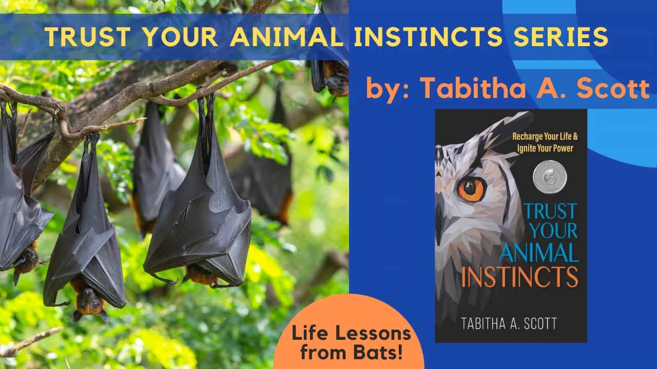 Trust Your Animal Instincts: A Life Lesson from Bats