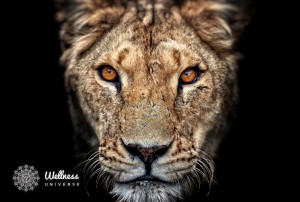 Lioness with orange eyes
