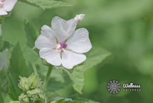 White spring flower