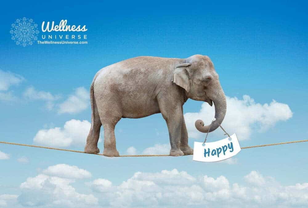 Elephant on a tightrope with happy sign