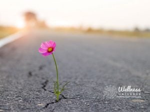 flower growing through a crack in the road