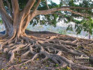 old tree with deep visible roots