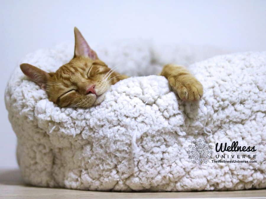A cozy, cat sleeping in a bed