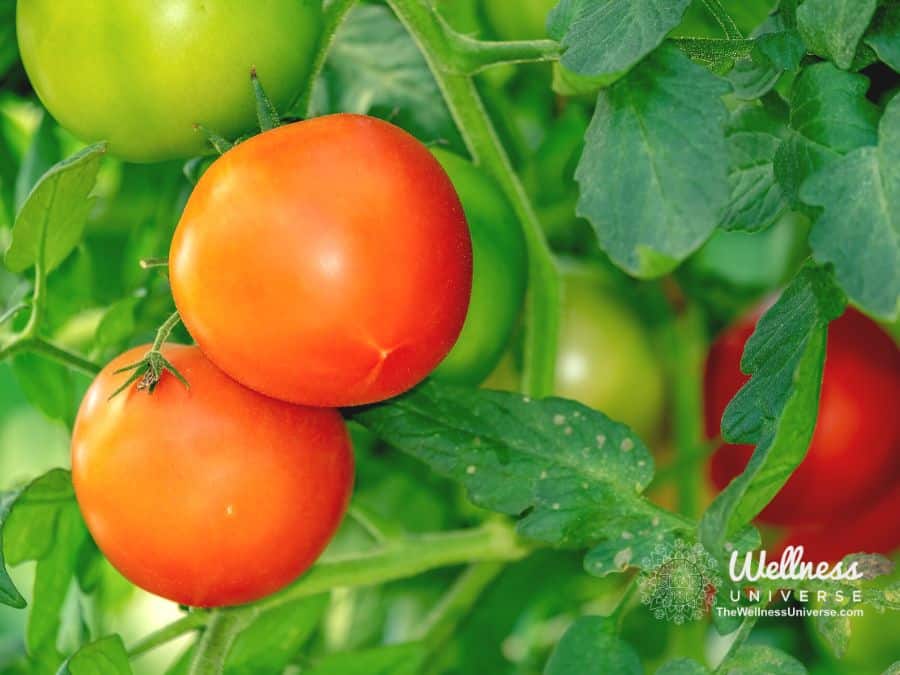 tomatoes ripening on a vine