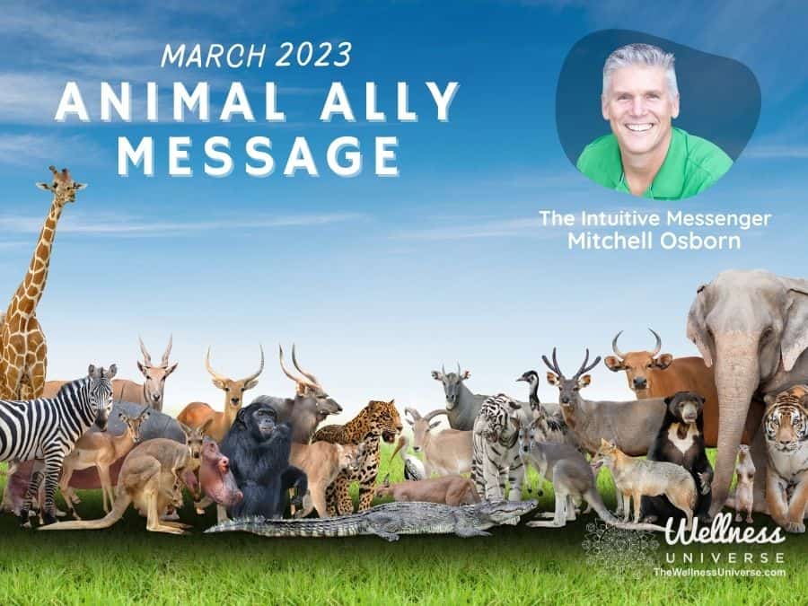 Animal Ally Message March 2023