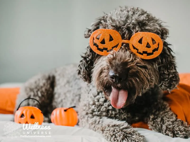 Eco-Friendly Halloween: How to Celebrate Sustainably